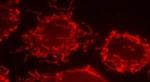 Mitofilin Antibody in Immunocytochemistry (ICC/IF)