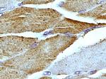 Mitofilin Antibody in Immunohistochemistry (Paraffin) (IHC (P))