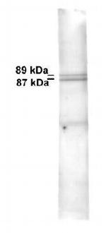 Mitofilin Antibody in Western Blot (WB)