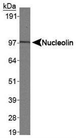 Nucleolin Antibody in Western Blot (WB)