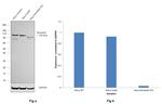 Nucleolin Antibody in Western Blot (WB)