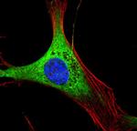 Calreticulin Antibody in Immunocytochemistry (ICC/IF)