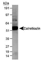 Calreticulin Antibody in Western Blot (WB)