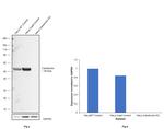 Calreticulin Antibody in Western Blot (WB)