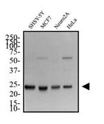 HMGB1 Antibody in Western Blot (WB)