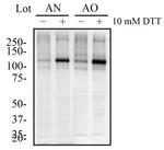 Phospho-IRE1 alpha (Ser724) Antibody in Western Blot (WB)