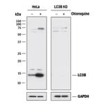 LC3B Antibody in Western Blot (WB)