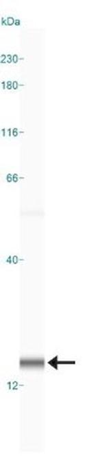 LC3B Antibody in Western Blot (WB)