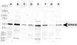 SEMA3B Antibody in Western Blot (WB)