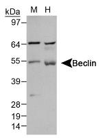 Beclin 1 Antibody in Western Blot (WB)