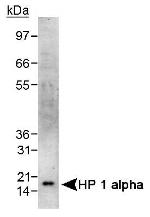 HP1 alpha Antibody in Western Blot (WB)