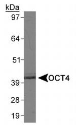 OCT4 Antibody in Western Blot (WB)