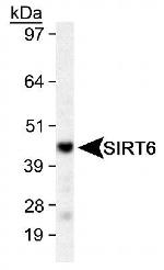 SIRT6 Antibody in Western Blot (WB)