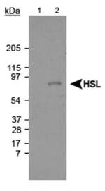 HSL Antibody in Western Blot (WB)