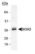 SOX2 Antibody in Western Blot (WB)