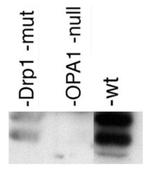 OPA1 Antibody in Western Blot (WB)