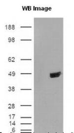 TDP-43 Antibody in Western Blot (WB)