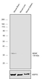 proBDNF Antibody