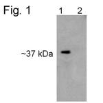 PSMD7 Antibody in Western Blot (WB)