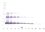 CD254 (RANK Ligand) Antibody in Western Blot (WB)