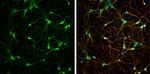 PGP9.5 Antibody in Immunocytochemistry (ICC/IF)