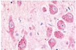 GPR26 Antibody in Immunohistochemistry (Paraffin) (IHC (P))