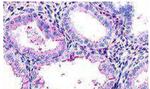 LGR7 Antibody in Immunohistochemistry (Paraffin) (IHC (P))