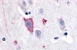 GPR35 Antibody in Immunohistochemistry (Paraffin) (IHC (P))