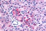 GPR35 Antibody in Immunohistochemistry (Paraffin) (IHC (P))