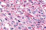 GPR35 Antibody in Immunohistochemistry (Paraffin) (IHC (P))