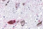 OR10R2 Antibody in Immunohistochemistry (Paraffin) (IHC (P))