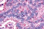 AVPR2 Antibody in Immunohistochemistry (Paraffin) (IHC (P))