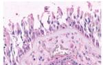 OR2A4 Antibody in Immunohistochemistry (Paraffin) (IHC (P))