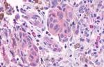 OR2A4 Antibody in Immunohistochemistry (Paraffin) (IHC (P))