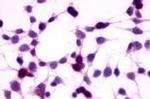 RAI3 Antibody in Immunocytochemistry (ICC/IF)