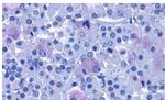 PACAP Receptor Antibody in Immunohistochemistry (Paraffin) (IHC (P))