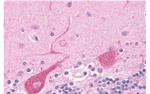 NEK6 Antibody in Immunohistochemistry (Paraffin) (IHC (P))