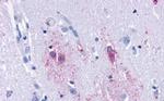 TAAR9 Antibody in Immunohistochemistry (Paraffin) (IHC (P))