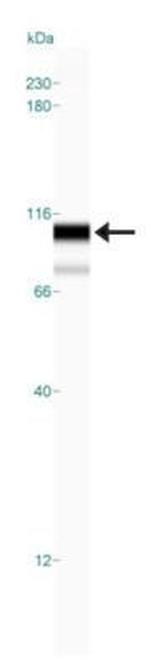 TRIF Antibody in Western Blot (WB)