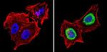 THRA Antibody in Immunocytochemistry (ICC/IF)