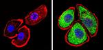 THRA Antibody in Immunocytochemistry (ICC/IF)