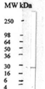 CNTF Antibody in Western Blot (WB)