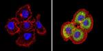 THRB Antibody in Immunocytochemistry (ICC/IF)