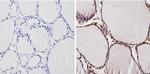 THRA Antibody in Immunohistochemistry (Paraffin) (IHC (P))