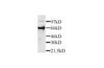 Perforin Antibody in Western Blot (WB)