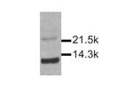 IL-15 Antibody in Western Blot (WB)