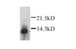 Lymphotactin Antibody in Western Blot (WB)