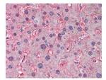 ApoA1 Antibody in Immunohistochemistry (Paraffin) (IHC (P))