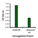 Avian Influenza A HA Antibody in ELISA (ELISA)