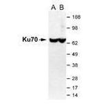 Ku70 Antibody in Western Blot (WB)